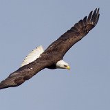 12SB8522 American Bald Eagle